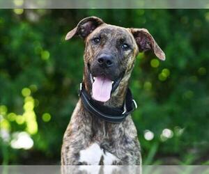 Plott Hound-Unknown Mix Dogs for adoption in Tavares, FL, USA