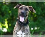 Small Plott Hound Mix