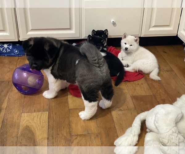 Medium Photo #1 Akita Puppy For Sale in NEWBERRY, MI, USA