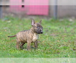 Small Photo #17 Miniature Bull Terrier Puppy For Sale in Kiskoros, Bacs-Kiskun, Hungary