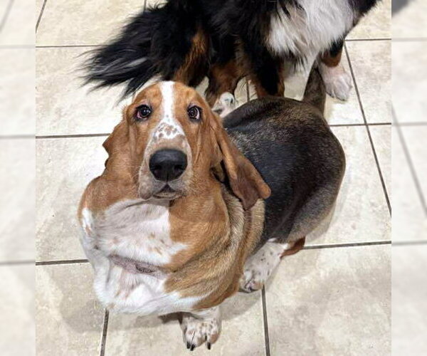 Medium Photo #1 Basset Hound Puppy For Sale in Deepwater, NJ, USA