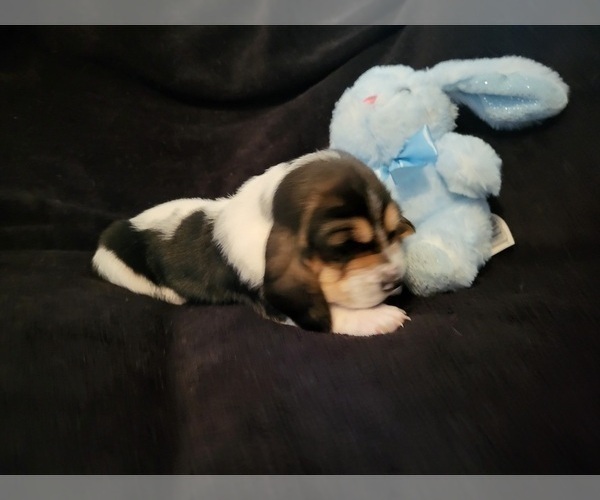 Medium Photo #1 Basset Hound Puppy For Sale in CLAREMORE, OK, USA