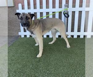Anatolian Shepherd Dogs for adoption in Modesto, CA, USA