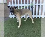 Small Anatolian Shepherd