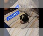 Small Photo #21 Maltipoo Puppy For Sale in BROOKFIELD, MO, USA