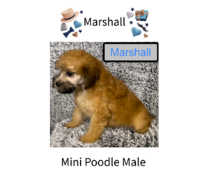 Poodle (Miniature) Puppy for Sale in AZLE, Texas USA