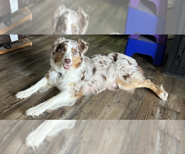 Medium Photo #1 Australian Shepherd Puppy For Sale in BIG RAPIDS, MI, USA