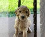 Small Photo #9 Poodle (Standard) Puppy For Sale in STEPHENVILLE, TX, USA