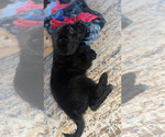 Small Photo #9 Labradoodle Puppy For Sale in KIRKSVILLE, MO, USA