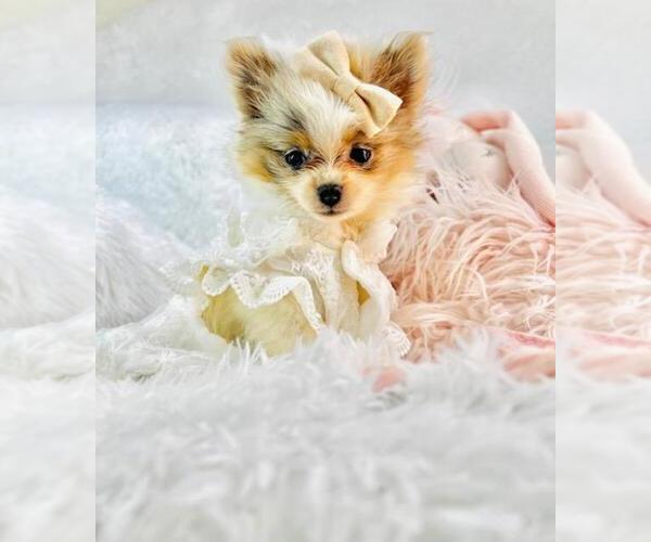 Medium Photo #10 Pomeranian Puppy For Sale in HOUSTON, TX, USA