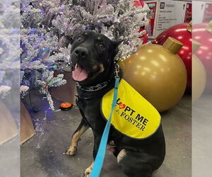 VITO - Male Doberman Pinscher-Staffordshire Bull Terrier Mix Dog for Adoption - Photo #4