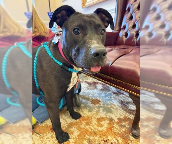 Medium Photo #6 American Pit Bull Terrier-Labrador Retriever Mix Puppy For Sale in Holly Springs, NC, USA