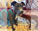 Small #5 American Pit Bull Terrier-Labrador Retriever Mix