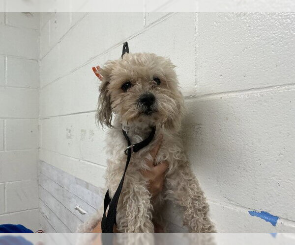 Medium Photo #1 Poodle (Miniature) Puppy For Sale in San Bernardino, CA, USA