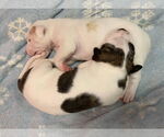Small #5 Mutt