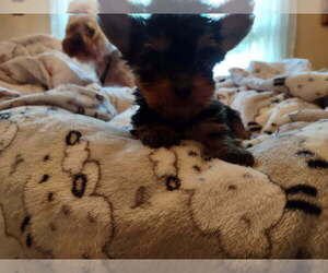 Yorkshire Terrier Puppy for sale in LE ROY, KS, USA