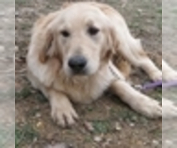 Medium Photo #3 Golden Retriever Puppy For Sale in NORWOOD, MO, USA