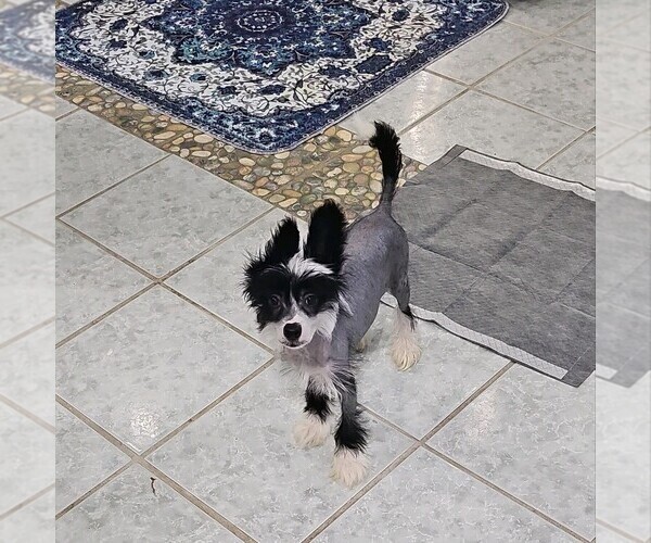 Medium Photo #4 Chinese Crested Puppy For Sale in TAMPA, FL, USA
