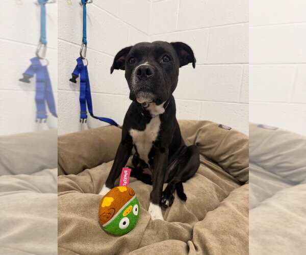 Medium Photo #2 American Staffordshire Terrier-Boxer Mix Puppy For Sale in Pierceton , IN, USA