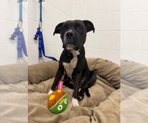 Moana - Female American Staffordshire Terrier-Boxer Mix Dog for Adoption - Photo #2