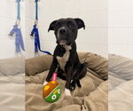Small Photo #2 American Staffordshire Terrier-Boxer Mix Puppy For Sale in Pierceton , IN, USA