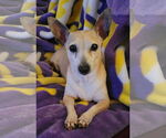 Small #3 Chihuahua
