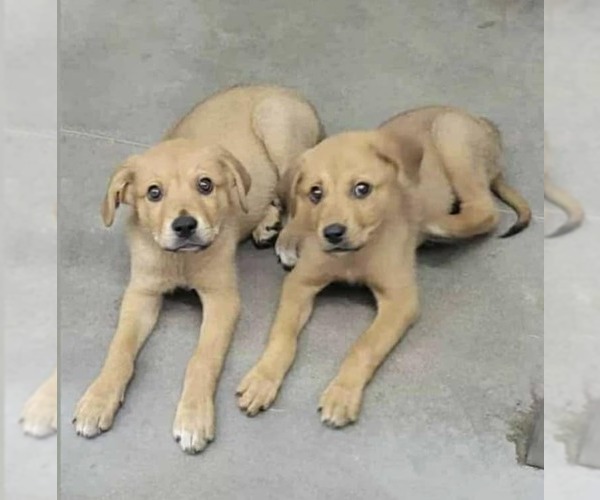 Medium Photo #3 Labrador Retriever-Unknown Mix Puppy For Sale in New York, NY, USA