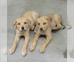 Small #2 Labrador Retriever Mix