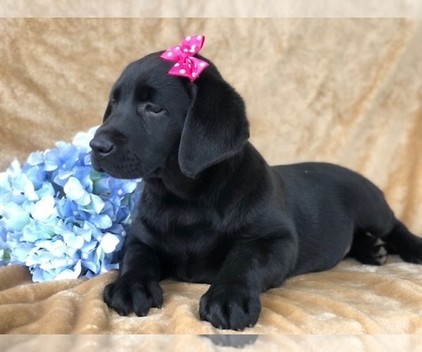 Medium Photo #7 Labrador Retriever Puppy For Sale in EAST EARL, PA, USA