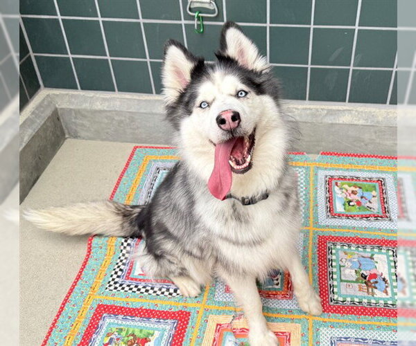 Medium Photo #2 Siberian Husky Puppy For Sale in Rancho Cucamonga, CA, USA
