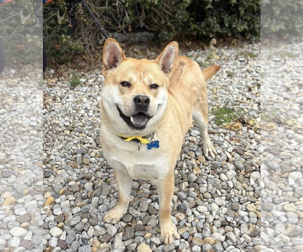 Medium Photo #8 Mutt Puppy For Sale in Spring Lake, NJ, USA