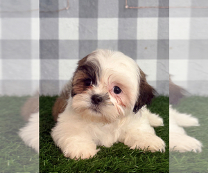 Shih Tzu Puppy for sale in MARIETTA, GA, USA