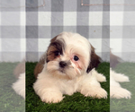 Small Shih Tzu