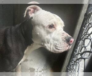 Mutt Dogs for adoption in San Bernardino, CA, USA