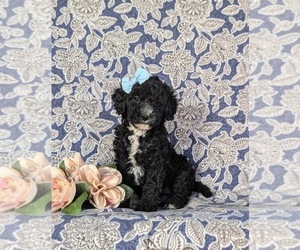 Cavapoo Puppy for sale in NEW HOLLAND, PA, USA