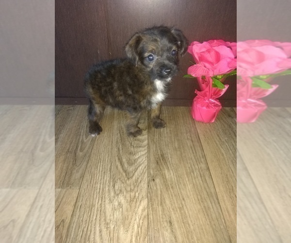 Medium Photo #12 Poodle (Toy) Puppy For Sale in LAPEER, MI, USA