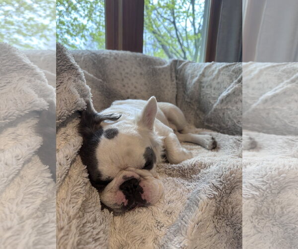 Medium Photo #5 French Bulldog Puppy For Sale in St. Louis Park, MN, USA