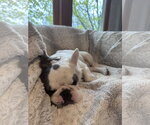 Small #4 French Bulldog