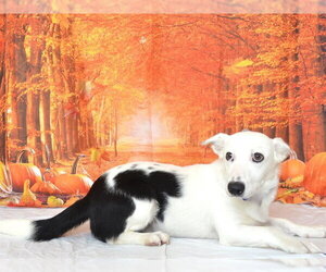 Border Collie-Unknown Mix Dogs for adoption in Oroville, CA, USA