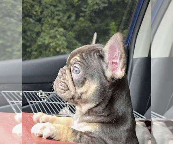 Medium Photo #1 French Bulldog Puppy For Sale in BOSTON, KY, USA