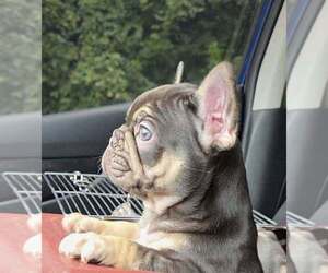 French Bulldog Puppy for sale in BOSTON, KY, USA
