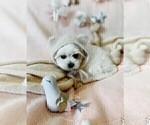 Cute maltese - Female Maltese Puppy for Sale - Photo #17