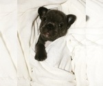Small Photo #4 French Bulldog Puppy For Sale in SEBRING, FL, USA
