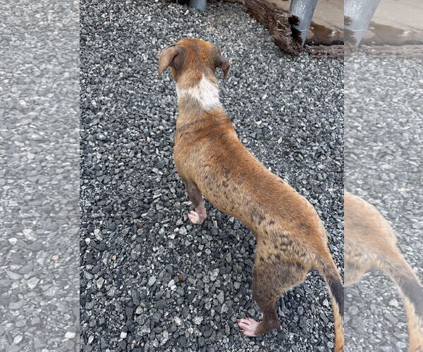 Medium Photo #8 Bulldog-Staffordshire Bull Terrier Mix Puppy For Sale in Thomasville, NC, USA