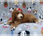 Lucy - Female Goldendoodle (Miniature) Puppy for Sale - Photo #8