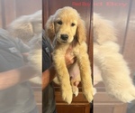 Small Photo #1 Golden Retriever Puppy For Sale in MALAGA, WA, USA