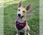 Small Labrador Retriever Mix