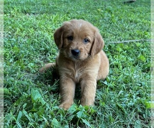 Golden Retriever Puppy for sale in FRANKLIN, IN, USA