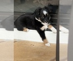 Puppy Dollface Dolly Miniature Australian Shepherd