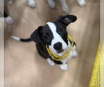 Small #8 Mutt